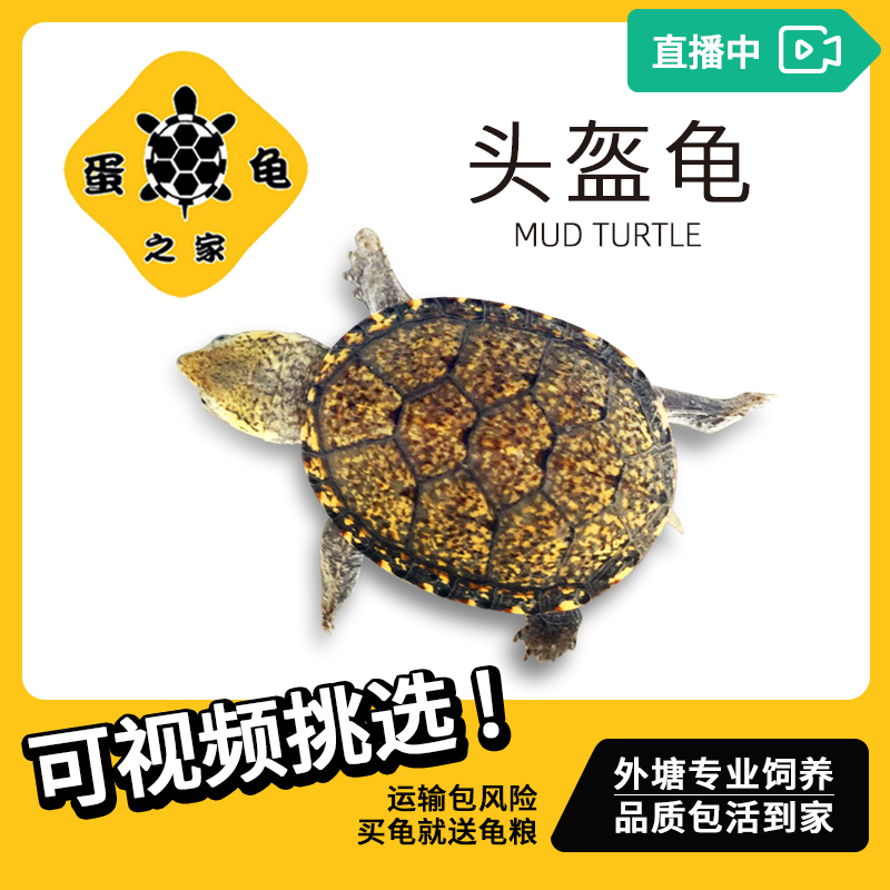 蛋龟之家 头盔果核黄泽龟苗乌龟深水龟泥龟外塘冷水观赏龟宠物龟