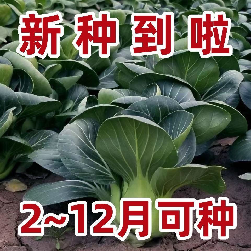 【今年新种】黑大头苏州菜种子矮脚苏州青菜籽四季油菜小青菜蔬菜