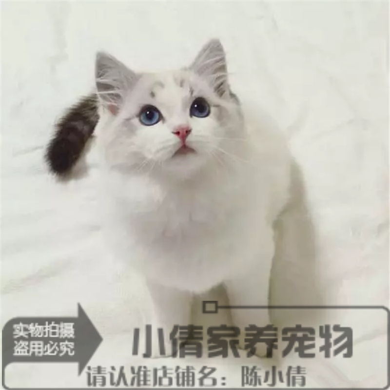 猫舍出售布偶猫活体幼猫宠物猫布偶猫海豹双色公母均有包邮x