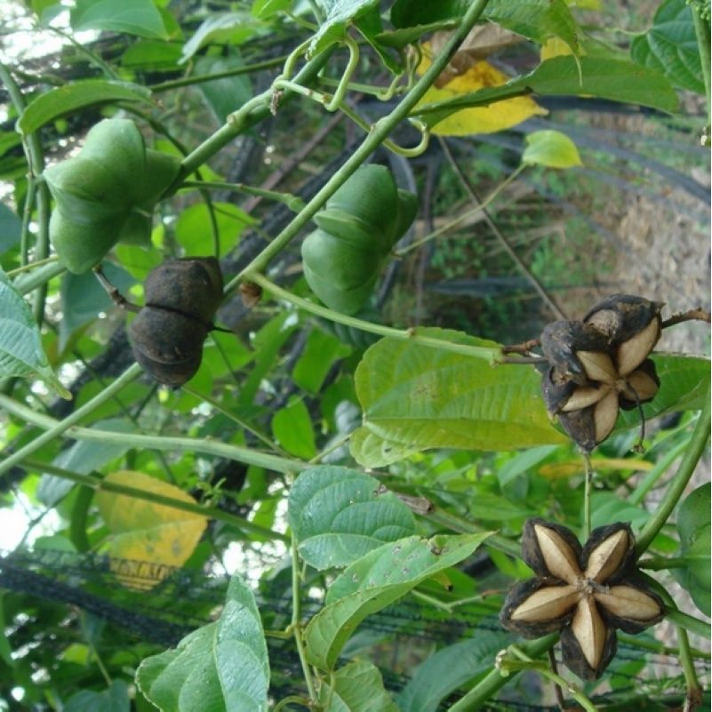 印加果南美油藤药材星油藤可以食用保健印奇果印加花生种籽