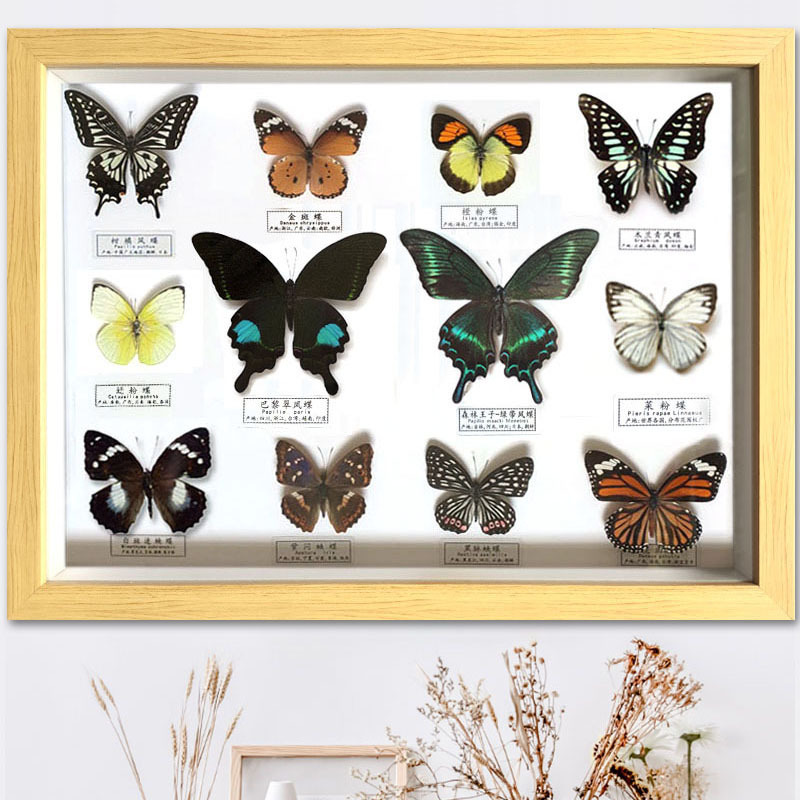 DU2P真蝴蝶标本16寸12蝶相框工艺挂装饰简约现代墙画昆虫科普教学