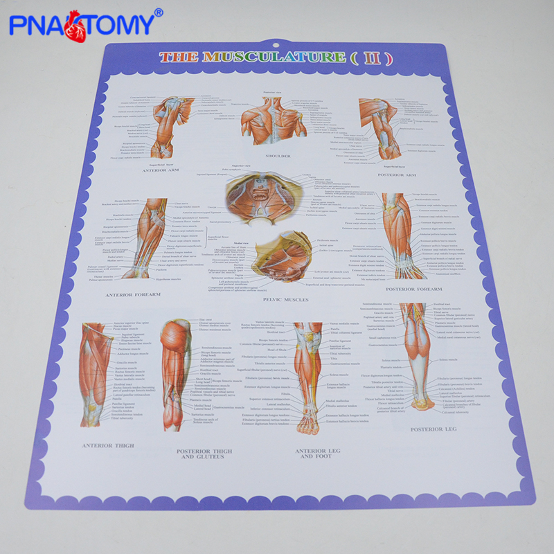 人体骨骼挂图肌肉解剖腿肌手臂肌肉胸大肌骨架脊柱海报画册挂英文