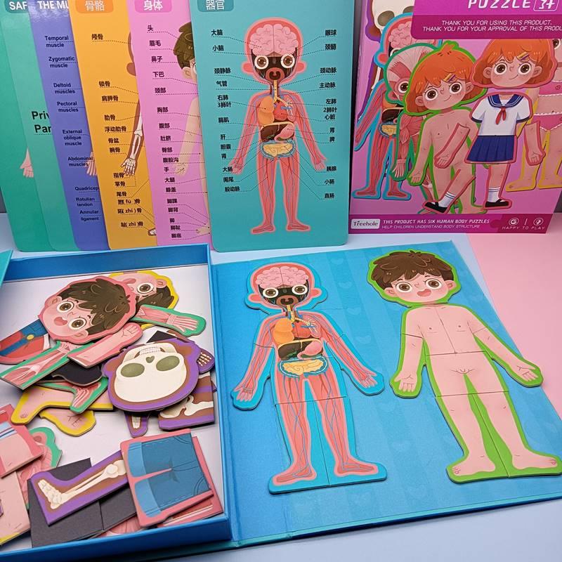 儿童人体认知身体结构器官磁性拼图幼儿园中班大班益智区教具玩具