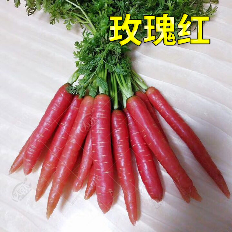 红色胡萝卜种子水紫色果萝卜四季籽种罗卜蔬菜种籽孑子红胡罗卜种