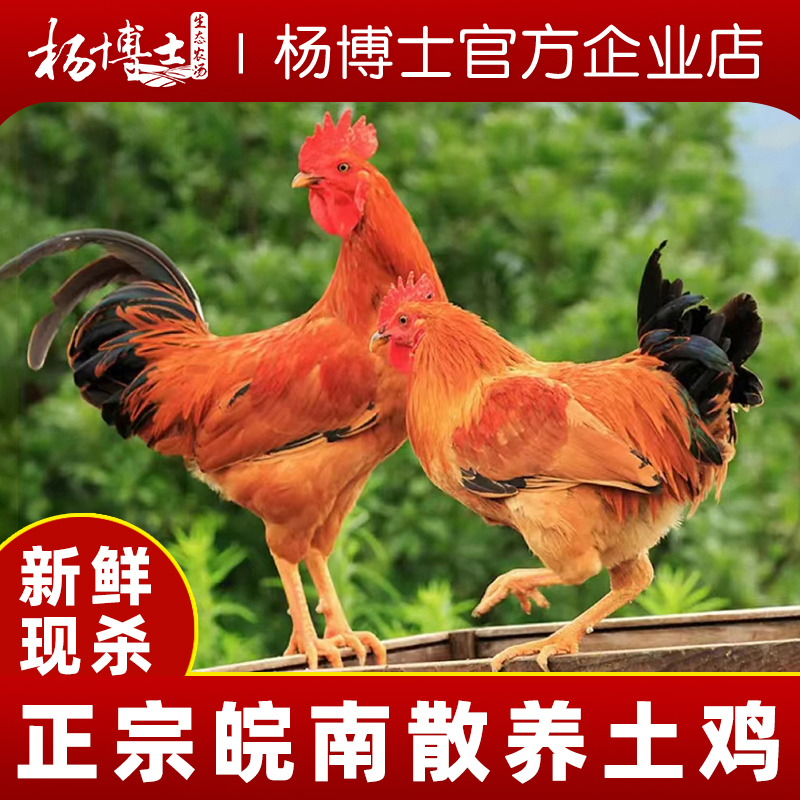 杨博士童子鸡农家散养土鸡未打鸣小公鸡高山竹林新鲜现杀整只鸡