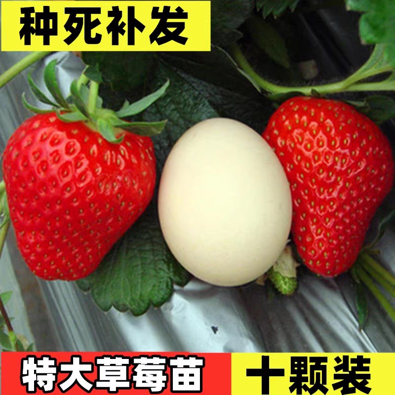 丹东红颜奶油草莓