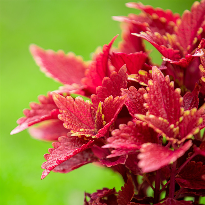 彩叶草盆栽好养易活五彩苏室内阳台植物室外庭院红色叶子花卉绿植
