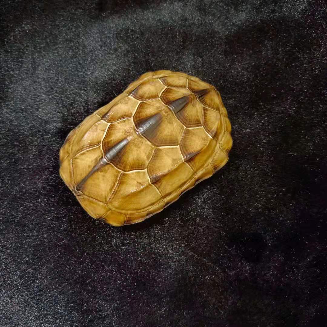 龟壳盘玩