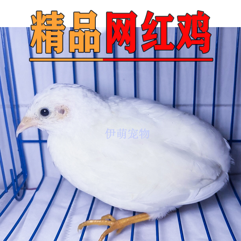 网红鸡活苗下蛋繁殖活物家养宠物德系纯白色迷你鹌鹑鸟活体迷你鸡