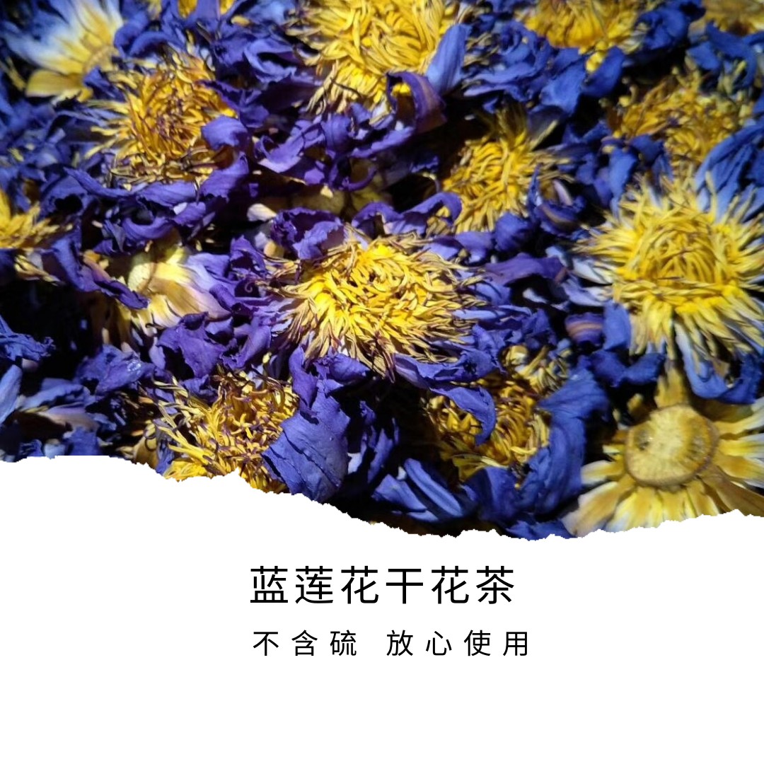 蓝莲花植物