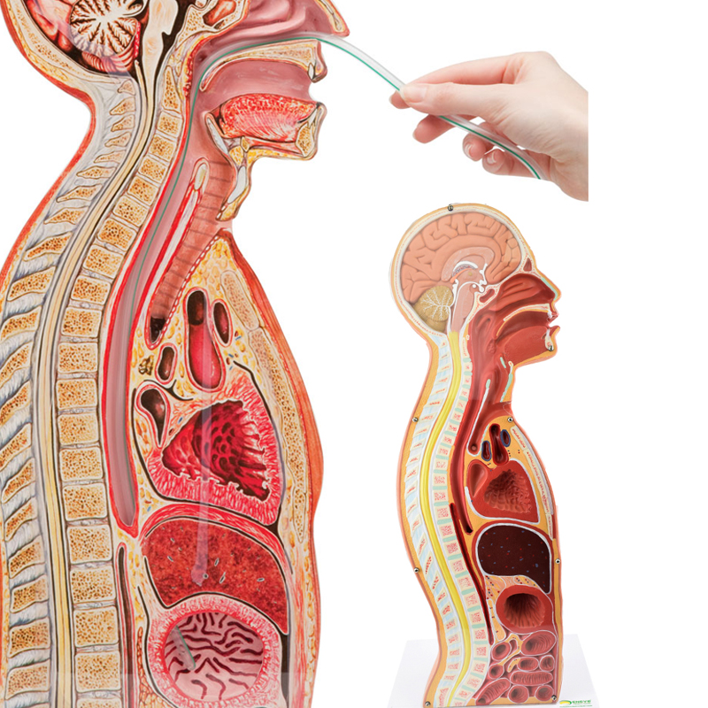 ENOVO颐诺人体中矢状切面断层解剖模型 鼻胃气管插管演示模型腹膜及脏器位置关系 气管胃管食管口 气管插管