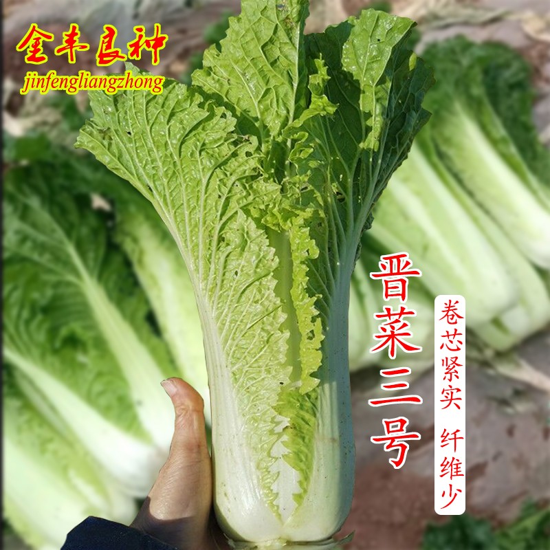 晋菜三号种子长筒型结球菜直筒大白菜种籽秋季农家庭院盆栽高产孑