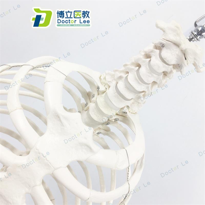 医学人体脊柱胸廓结构模型脊x椎整骨胸骨肋骨胸腔骼骶骨尾骨模型