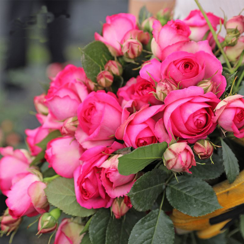 新品深粉色龙沙宝石藤本月季花苗蔷薇爬藤植物别墅庭院拱门栏杆