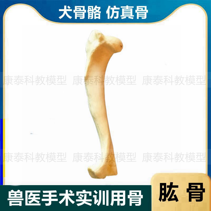 犬骨仿真骨狗骨骼模型模拟手术练习假骨头尺骨桡骨肱骨宠物兽医用