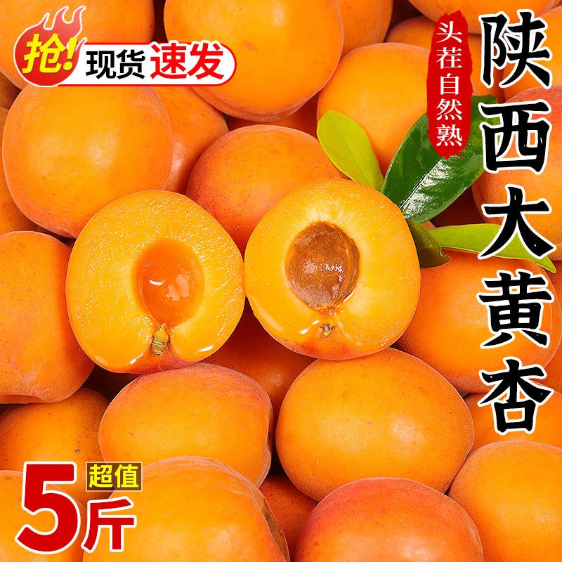 陕西大黄杏子新鲜水果5斤当季现摘酸甜脆杏巨蜜金太阳杏整箱1包邮