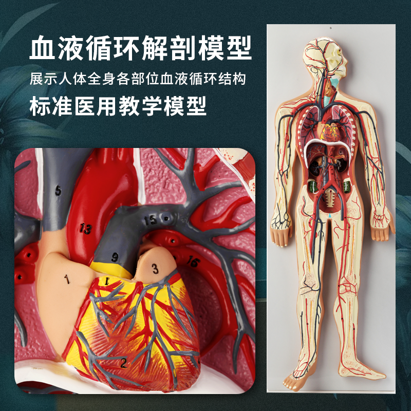 人体内脏血液循环系统模型心脏动脉静脉神经血管器官解剖医学教具