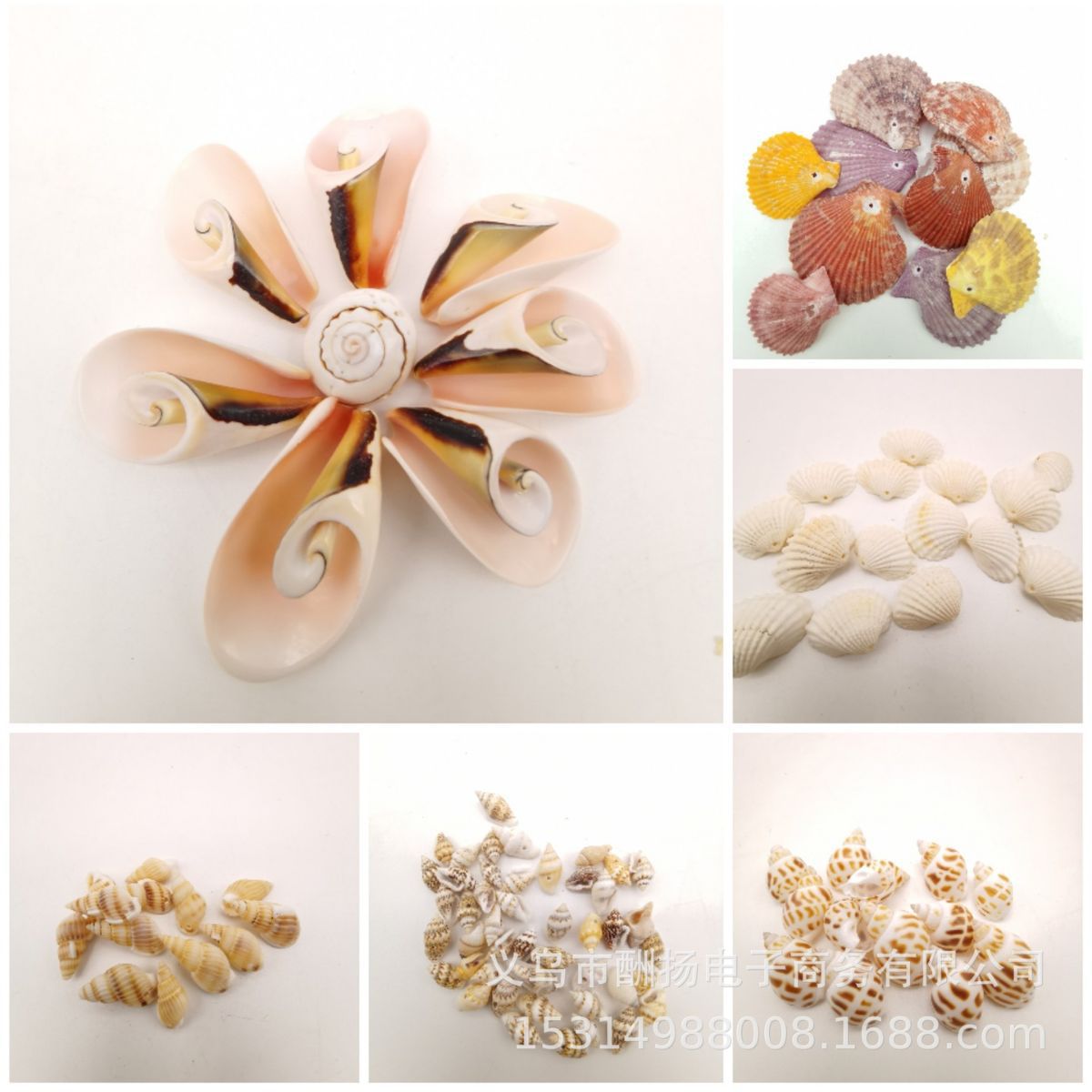 40个种类打孔天然贝壳海螺海星厂家 幼儿园手工diy挂饰品配件