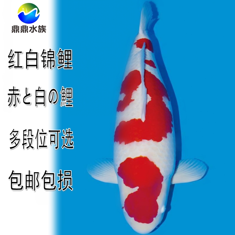 纯种日本板井红白锦鲤分段红白锦鲤鱼苗风水鱼活体冷水观赏鱼水族
