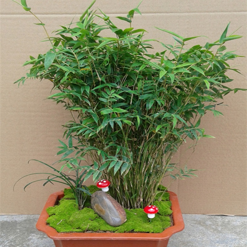 箬竹盆栽
