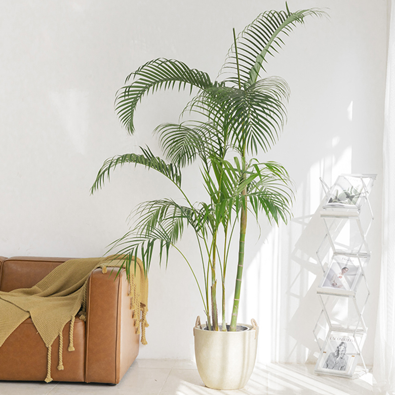 散尾葵老桩绿植大型客厅落地办公室热带好养凤尾竹室内大盆栽植物