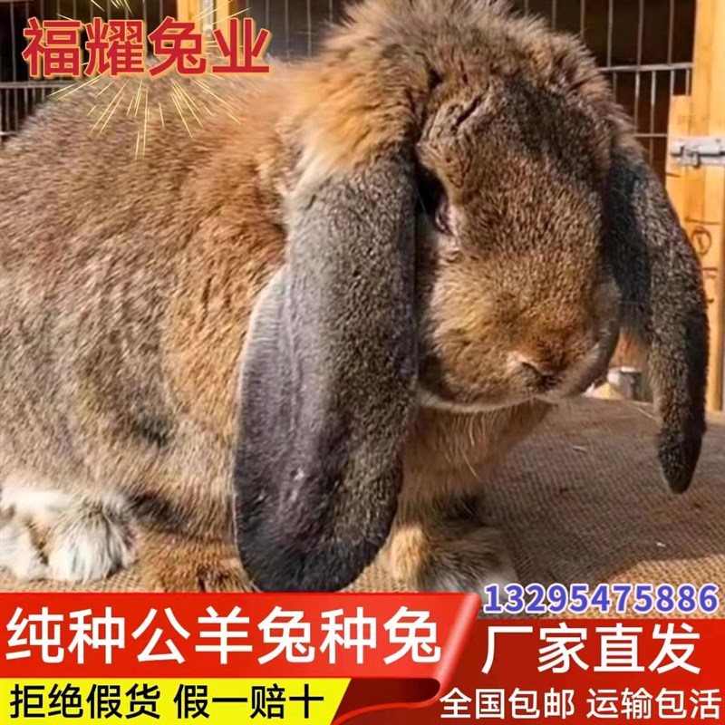 公羊兔种兔大型肉兔纯种法国公羊兔巨型兔体型大巨兔垂耳兔白色