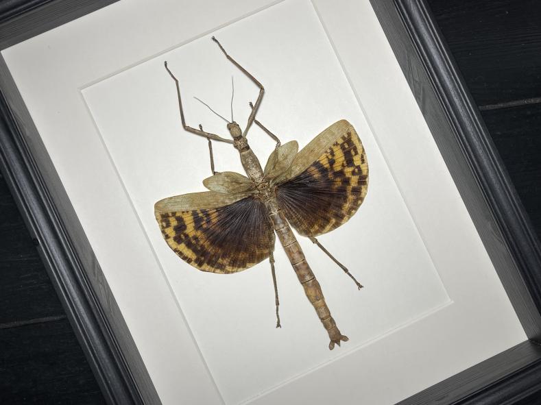巴布亚原始雨林超罕见巨型竹节虫昆虫标本珍藏欧式简约昆虫礼品