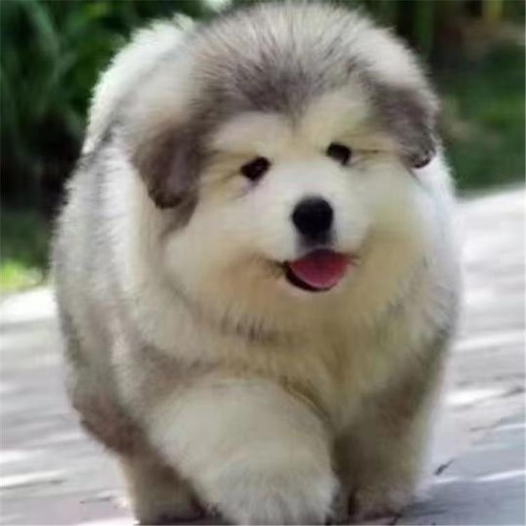 巨熊版阿拉斯加犬狗狗可爱憨犬大型雪橇幼崽阿拉斯加陪伴礼物