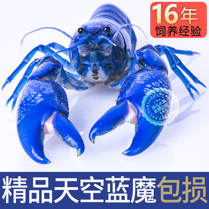 鳌虾观赏虾淡水族活体宠物红白蓝色小龙虾火山原生天空蓝魔包损