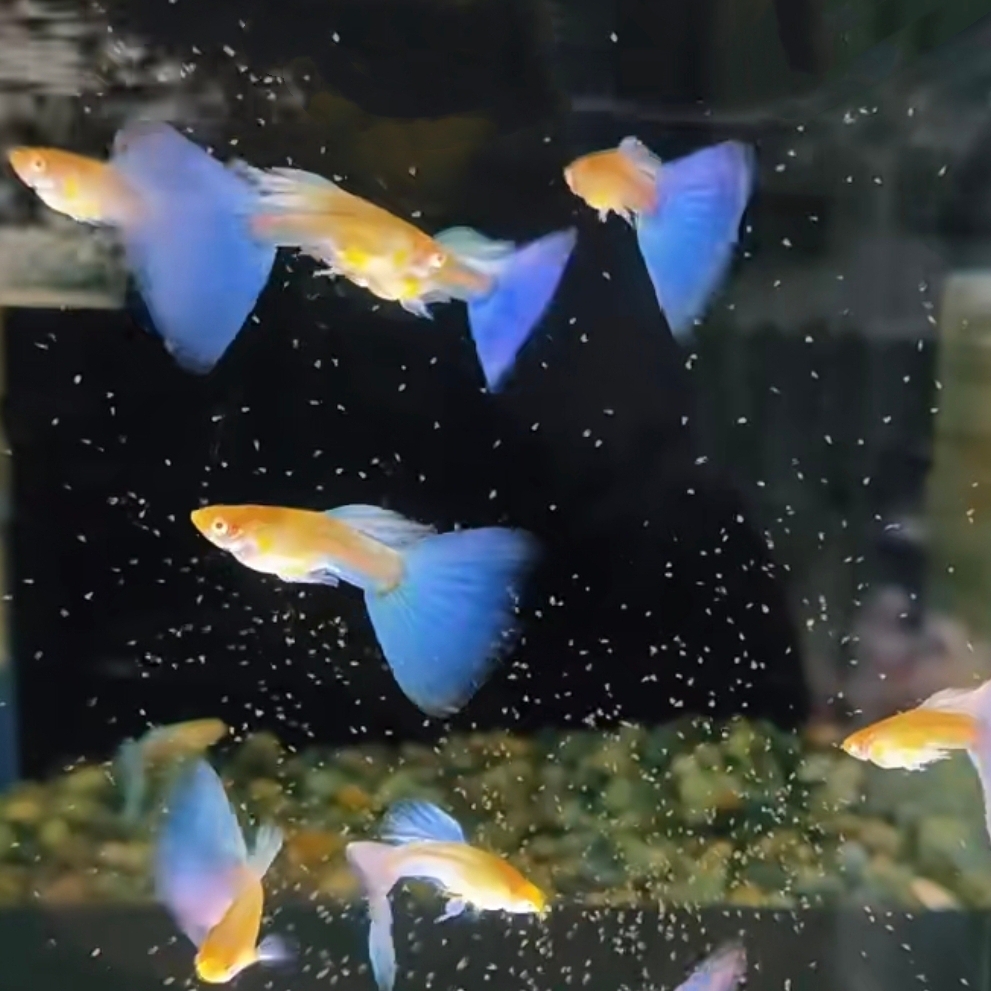 天空蓝白普通体孔雀鱼蓝白精品热带鱼易繁殖