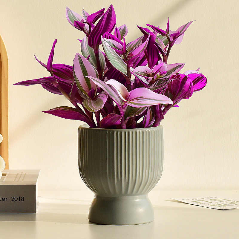 油画婚礼盆栽四季绿色植物吊兰办公室内桌面花卉紫色阳台好养粉叶