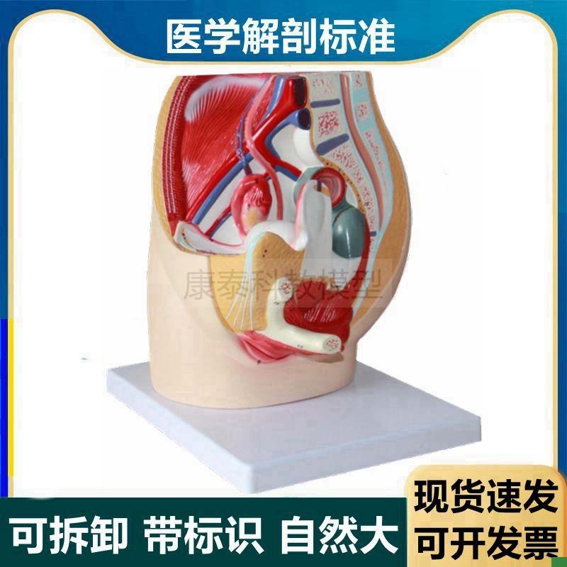 女生殖系b统模型腹腔脏器盆底肌肉血管内外生殖器男性泌尿前列腺