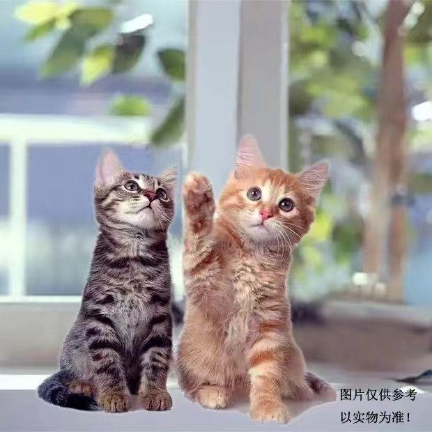 中华田园猫小猫咪活体家养三花猫土猫黑白奶牛猫橘白猫橘猫家养猫
