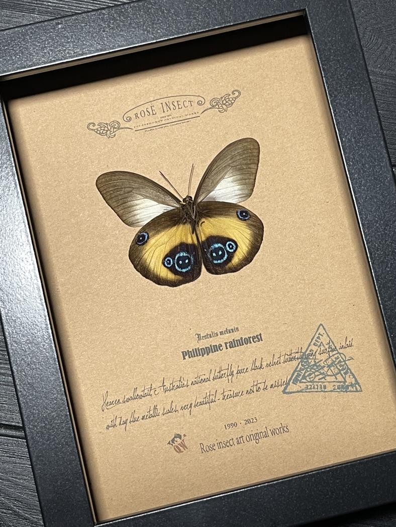 巴布亚原始雨林超罕见眼蝶蝴蝶标本珍藏欧式简约昆虫礼品