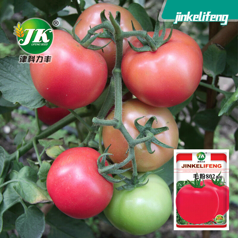 毛粉802番茄种籽粉红色沙瓤品种大果西老红柿种子春季蔬菜籽种
