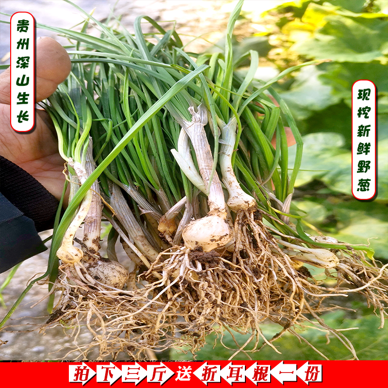 贵州农家新鲜野葱深山小野蒜现挖小根苦蒜薤白胡葱叶三斤送折耳根