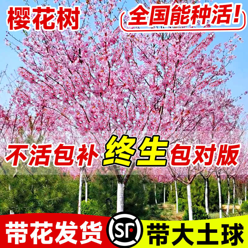 樱花树苗庭院大树苖日本重瓣白晚樱花卉盆栽四季室外风景绿化苗木