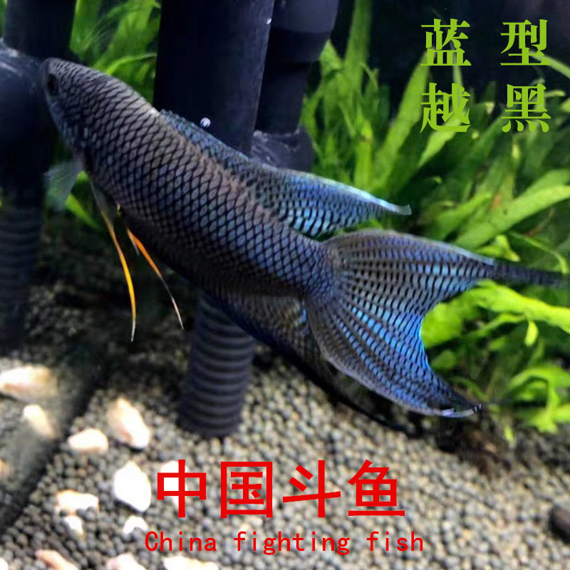 中国斗鱼蓝型越黑鱼活鱼观赏鱼黑叉普叉国斗