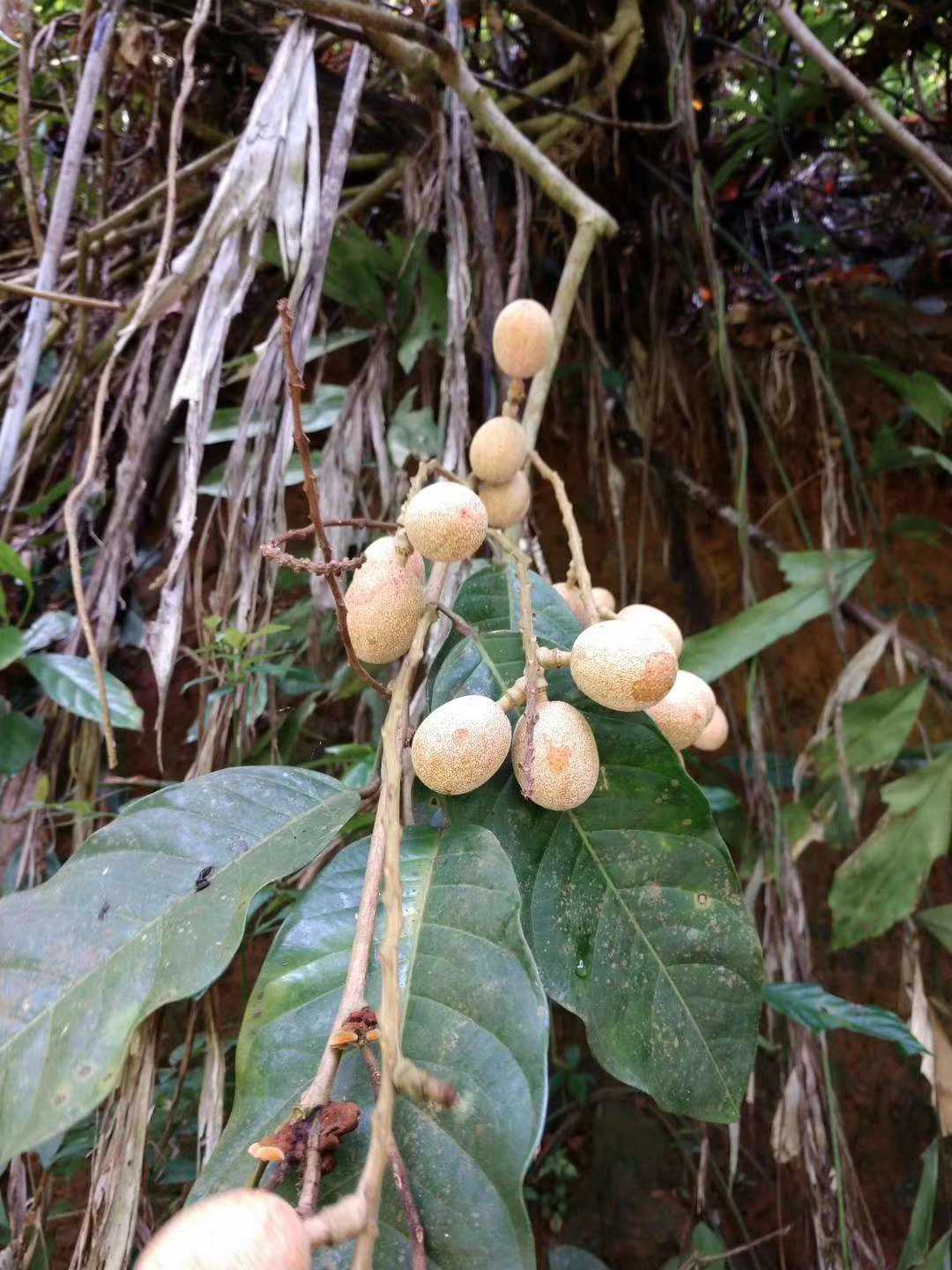 斑果藤，大型木质藤本 园林绿化植物药材种苗种子