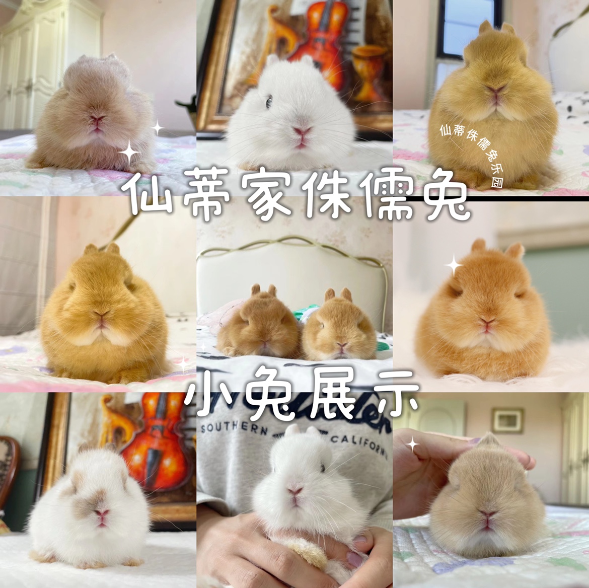 北京家庭繁育进口一代二代双血美国侏儒兔小型宠物兔侏儒兔幼兔