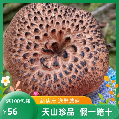 天山野蘑菇