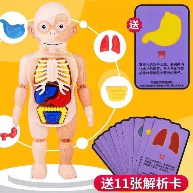 人体解剖模型儿童玩具可拆卸人体器官内脏大脑结构模型骨骼解刨