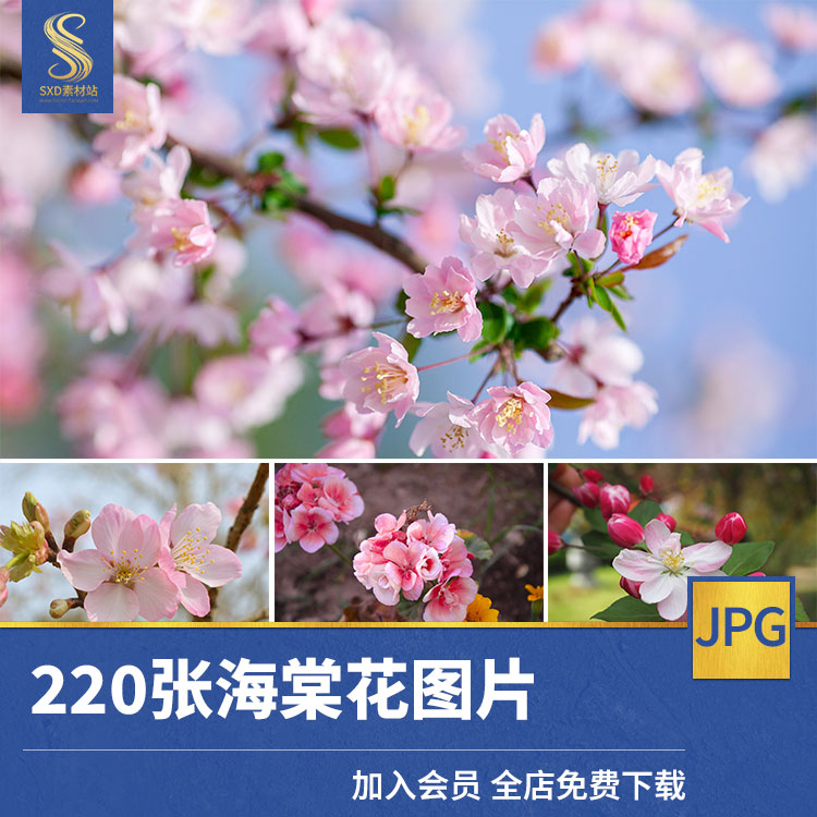 海棠花高清JPG图片蔷薇科苹果属四季秋海棠树白红色花朵摄影素材