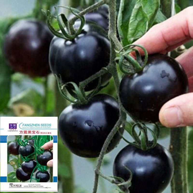 黑番茄的种子种苗秧苗黑紫小番茄黑珍珠大西红柿种孑圣女果籽盆栽