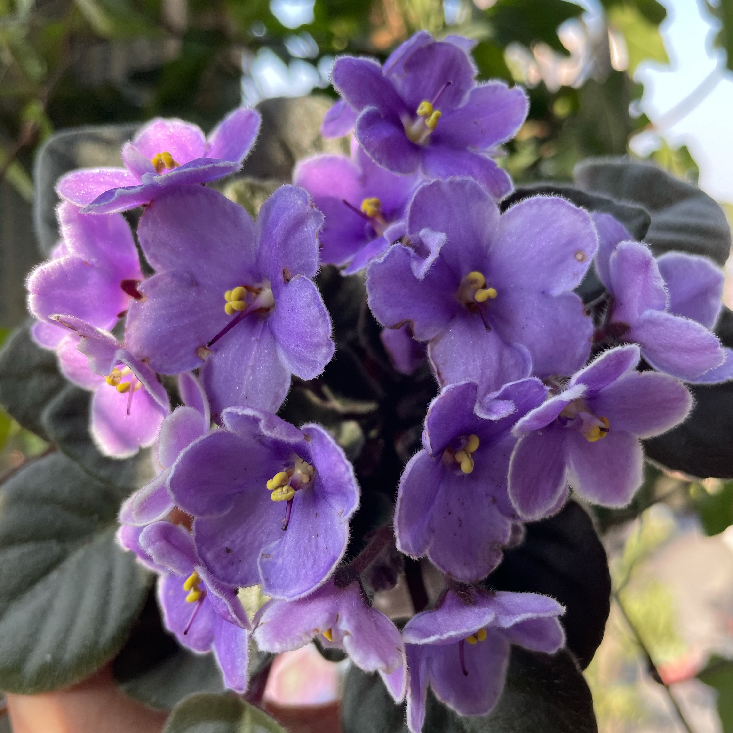 非洲堇紫罗兰迷你品种紫雪瞳办公室内四季开花盆栽两件包邮