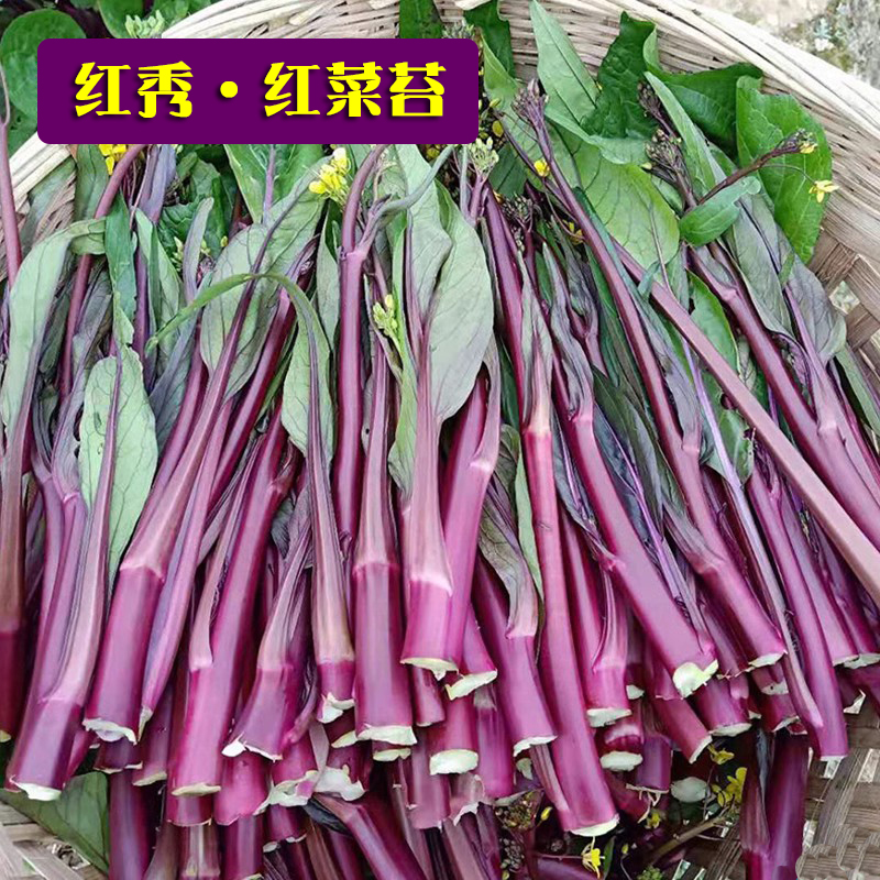 红菜苔种孑蔬菜种子菜心十月红紫菜苔红家庭秋季冬四季阳台种籽心