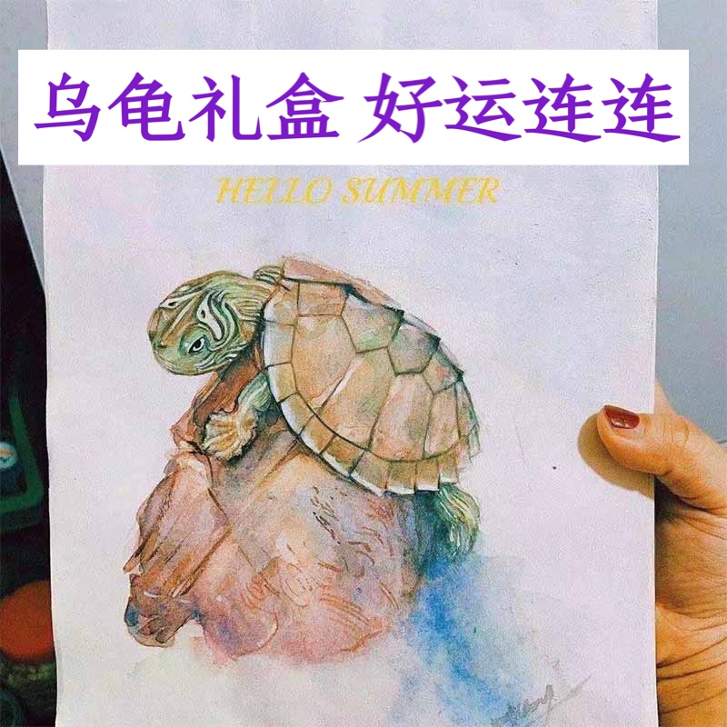 乌龟芒盒甜甜圈龟火焰地图南锦彩龟剃刀麝香头盔蛋龟红面果核泥龟