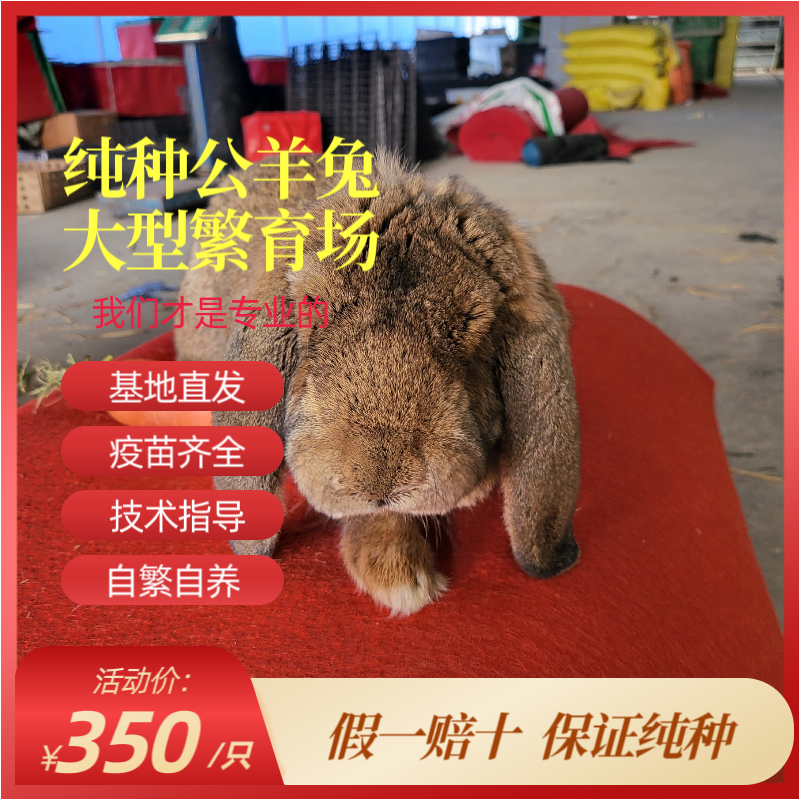 纯种公羊兔巨型兔肉兔法国公羊兔幼兔中兔种兔垂耳兔大流士兔包邮
