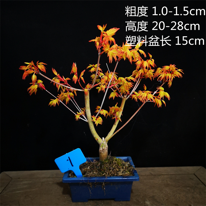 小品日本黄金枫橙之梦盆景盆栽红叶系列枫树实物销售