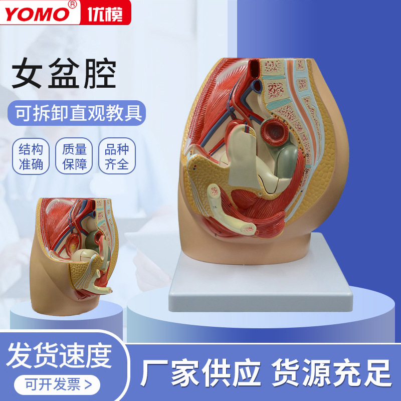 女性矢状解剖模型生殖系统盆底肌女盆腔子宫膀胱妇科泌尿系统